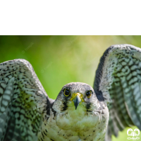 خانواده شاهینیان Falconidae